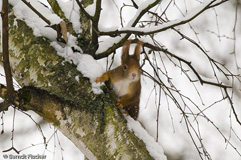 Eichhrnchen - Zum Vergroessern klicken!